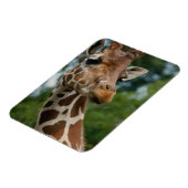Giraffe Lovers Wildlife Magnet (Linke Seite)