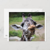 Giraffe Lunch Postkarte (Vorne/Hinten)