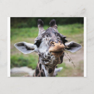 Giraffe Lunch Postkarte