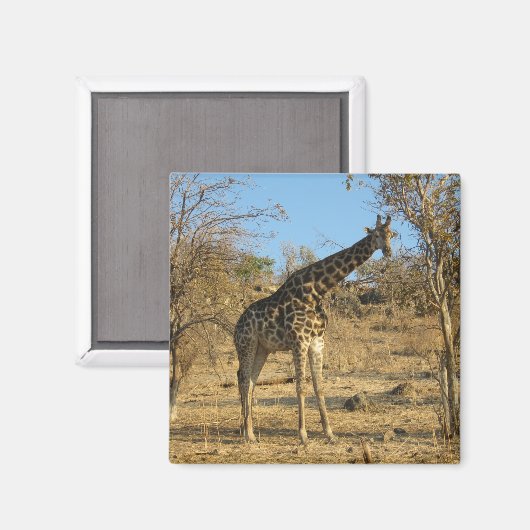 Giraffe Magnet (Vorderseite/Rückseite)