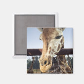 Giraffe Magnet (Vorderseite/Rückseite)