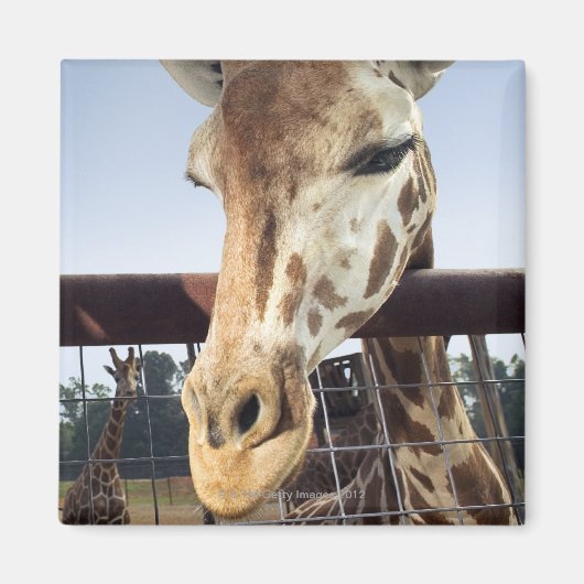 Giraffe Magnet (Vorne)