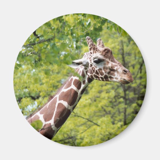 Giraffe Magnet (Vorne)