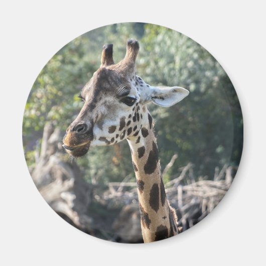 Giraffe Magnet (Vorne)