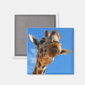 Giraffe Magnet (Vorderseite/Rückseite)
