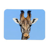 Giraffe Magnet (Horizontal)