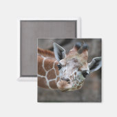 Giraffe Magnet (Vorderseite/Rückseite)