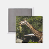 Giraffe Magnet (Vorderseite/Rückseite)