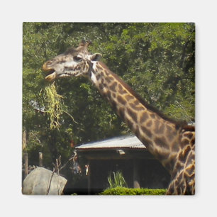 Giraffe Magnet