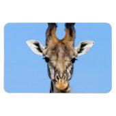 Giraffe Magnet (Horizontal)