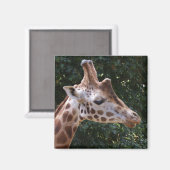 Giraffe Magnet (Vorderseite/Rückseite)