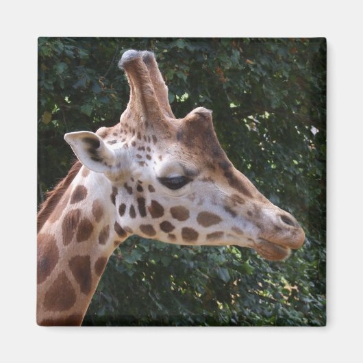 Giraffe Magnet (Vorne)