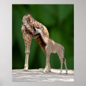 Giraffe Mama und Baby Poster (Vorne)