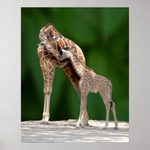 Giraffe Mama und Baby Poster