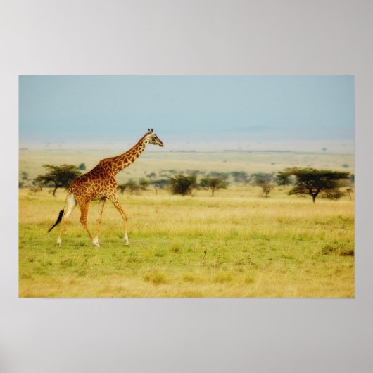 Giraffe Masai Mara, Kenya-Poster, Druck, Bild Poster (Vorne)