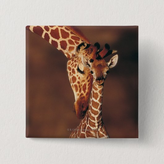Giraffe mit Kalb (Giraffa camelopardalis) Button (Vorderseite)