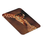 Giraffe mit Kalb (Giraffa camelopardalis) Magnet (Rechte Seite)