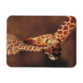 Giraffe mit Kalb (Giraffa camelopardalis) Magnet (Horizontal)