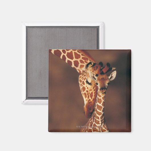 Giraffe mit Kalb (Giraffa camelopardalis) Magnet (Vorderseite/Rückseite)