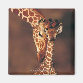 Giraffe mit Kalb (Giraffa camelopardalis) Magnet (Vorne)