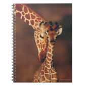 Giraffe mit Kalb (Giraffa camelopardalis) Notizblock (Vorderseite)