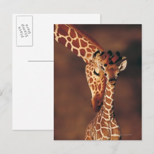 Giraffe mit Kalb (Giraffa camelopardalis) Postkarte (Vorne/Hinten)