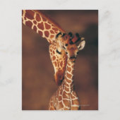 Giraffe mit Kalb (Giraffa camelopardalis) Postkarte (Vorderseite)
