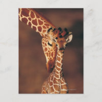 Giraffe mit Kalb (Giraffa camelopardalis)