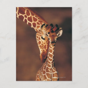 Giraffe mit Kalb (Giraffa camelopardalis) Postkarte