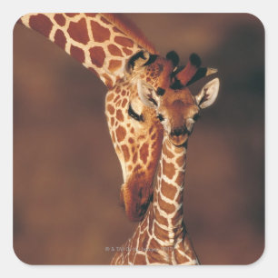Giraffe mit Kalb (Giraffa camelopardalis) Quadratischer Aufkleber