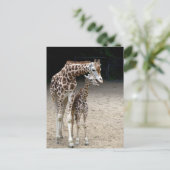 Giraffe mit Kind Postkarte (Stehend Vorderseite)