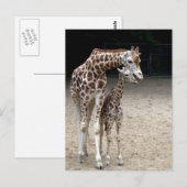 Giraffe mit Kind Postkarte (Vorne/Hinten)