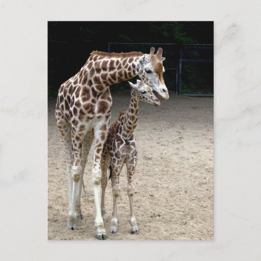Giraffe mit Kind Postkarte (Vorderseite)