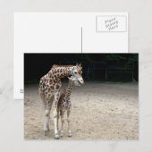 Giraffe mit Kind Postkarte (Vorne/Hinten)