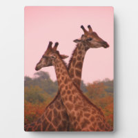 Giraffe mit rosa Himmel und Mopanobäume