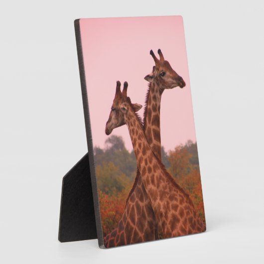 Giraffe mit rosa Himmel und Mopanobäume Fotoplatte (Seite)