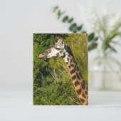 Giraffe mit Zungenstich nach oben geschraubt Postkarte (Stehend Vorderseite)
