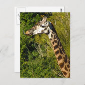 Giraffe mit Zungenstich nach oben geschraubt Postkarte (Vorne/Hinten)