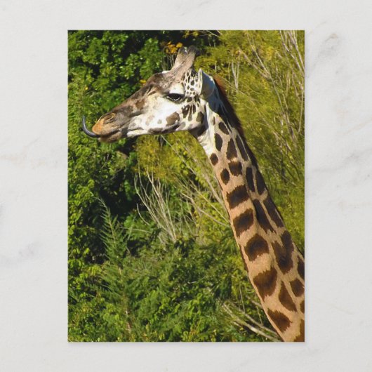 Giraffe mit Zungenstich nach oben geschraubt Postkarte (Vorderseite)