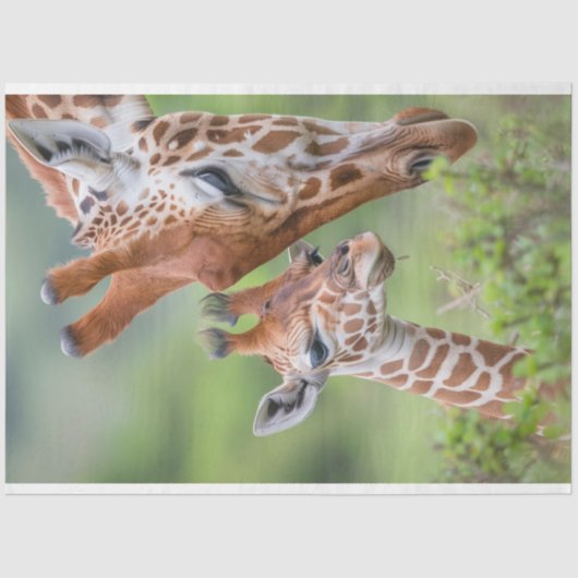Giraffe Mother Baby Grazing Decoupage Seidenpapier (Vorderseite)