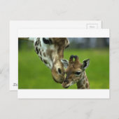 Giraffe Mother-Liebe Postkarte (Vorne/Hinten)