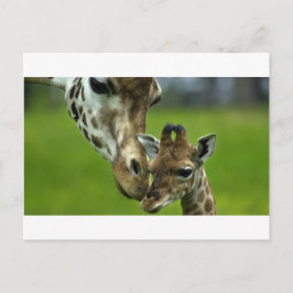 Giraffe Mother-Liebe Postkarte