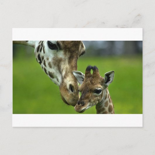 Giraffe Mother-Liebe Postkarte (Vorderseite)