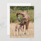 Giraffe Mutter und Baby in Kenia Postkarte (Vorne/Hinten)