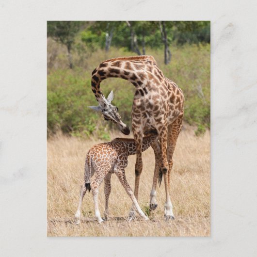 Giraffe Mutter und Baby in Kenia Postkarte (Vorderseite)