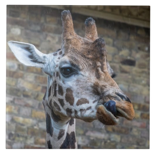 Giraffe nach naher Ansicht Keramik Fliesen (Vorderseite)