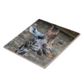 Giraffe nach naher Ansicht Keramik Fliesen (Seite)