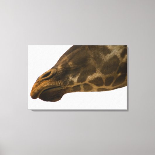 Giraffe, nah leinwanddruck (Vorderseite)