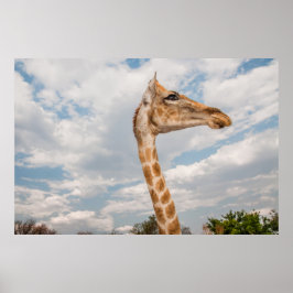 Giraffe Nah Poster