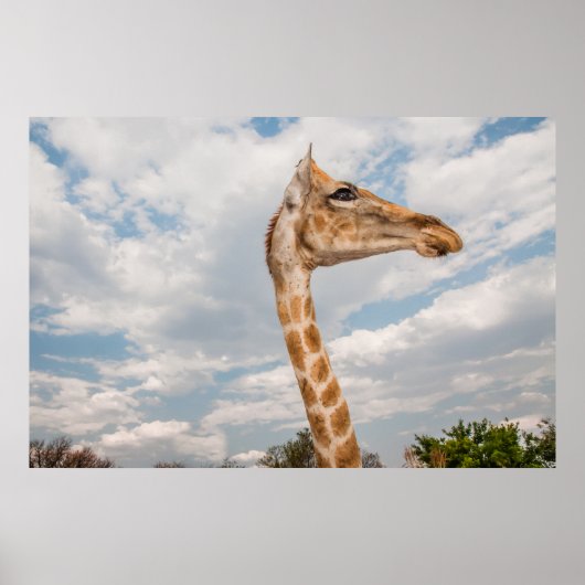 Giraffe Nah Poster (Vorne)